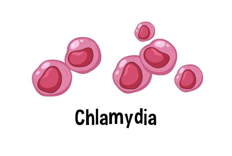 Chlamydia trachomatis 