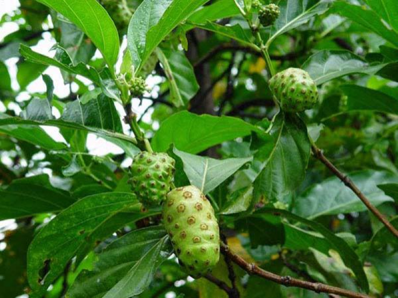 Thanh lọc cơ thể là một trong những tác dụng nổi bật của lá nhàu 