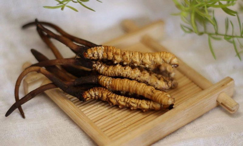 Bạn đọc cần chọn mua đông trùng hạ thảo tại địa chỉ uy tín 