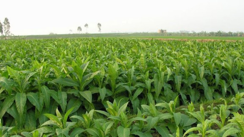 Cây thuốc lào và cây thuốc lá là hai loại cây khác nhau 