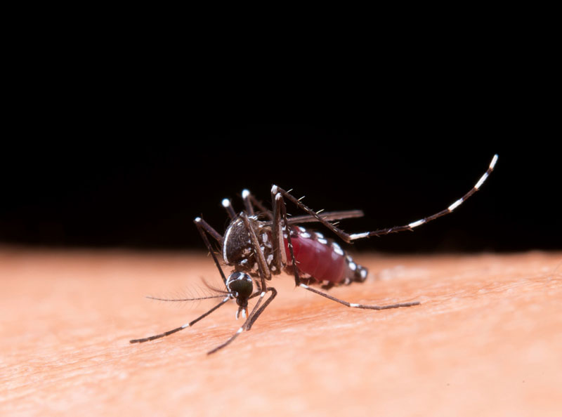 Muỗi Aedes là vật chủ truyền bệnh sốt xuất huyết cho con người