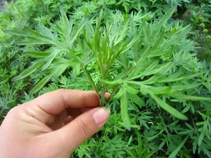 Lá ngải cứu giúp giảm sưng, giảm đau và hỗ trợ phục hồi mô xương nhanh hơn