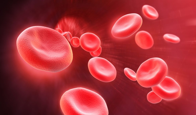Các tế bào máu trong máu có những loại nào và chức năng của chúng là gì?
