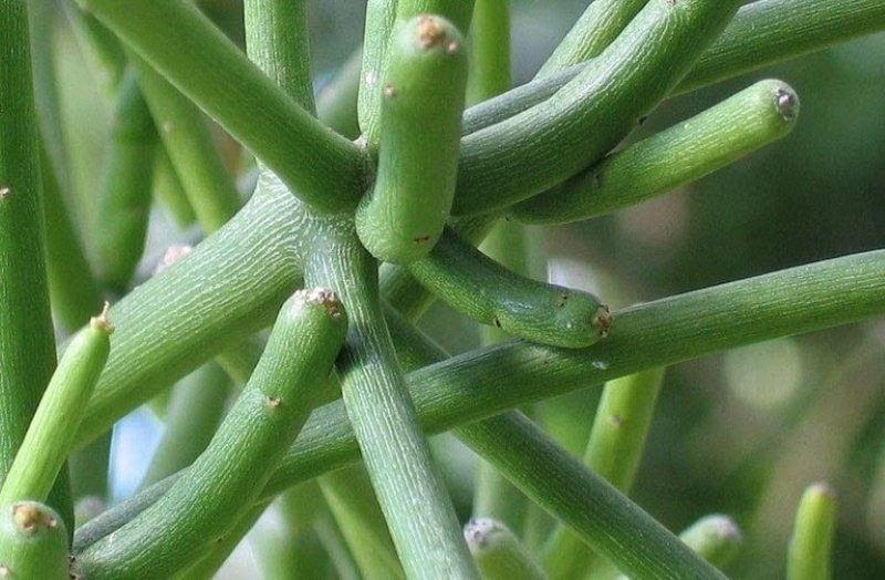 Cây giao có nhiều tác dụng đối với sức khỏe