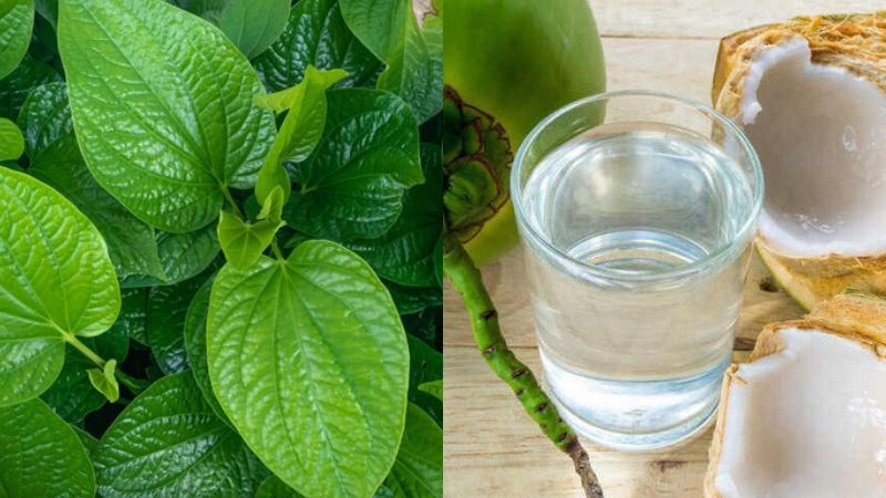 Lá lốt uống với nước dừa mang lại tác dụng chống viêm và kháng khuẩn