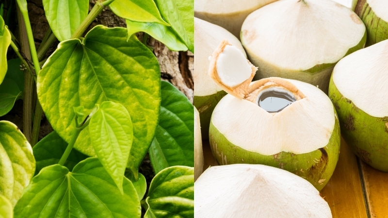 Tuyệt đối không được lạm dụng lá lốt uống với nước dừa
