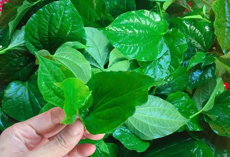 Chọn lá lốt tươi, không bị dập nát