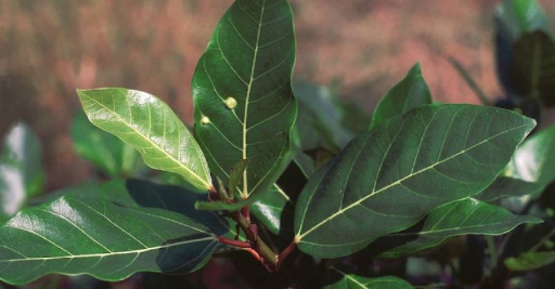 Lá sung có vị chát, tính bình 