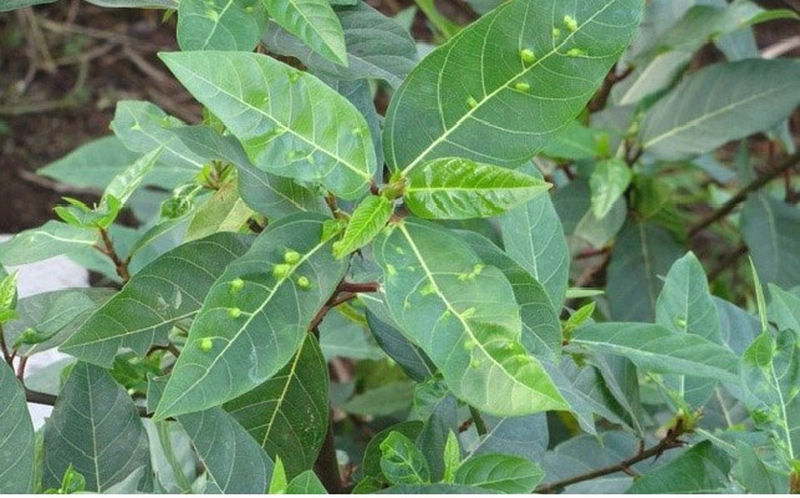 Lá sung có công dụng giảm đau nhức xương khớp 