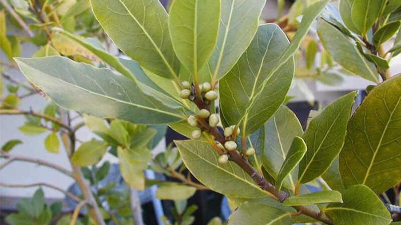 Lá nguyệt quế có nguồn gốc từ khu vực Địa Trung Hải