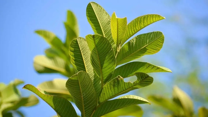 Trong lá ổi có chứa flavonoid và polyphenol - giúp trung hòa các gốc tự do