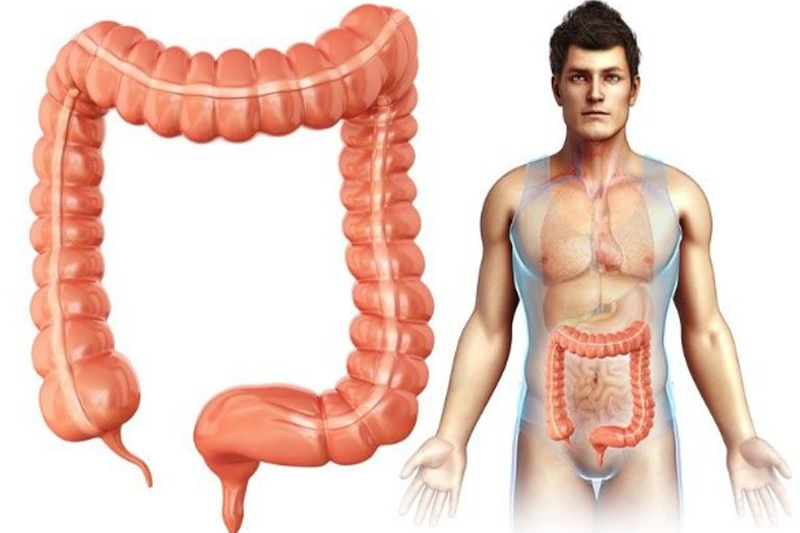 Hình ảnh giải phẫu chung ruột già ( đại tràng)