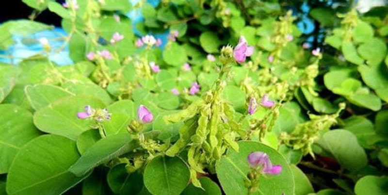 Cây kim tiền thảo là một trong 4 loại cây thuốc nam chữa bệnh thận hư được nhiều người áp dụng