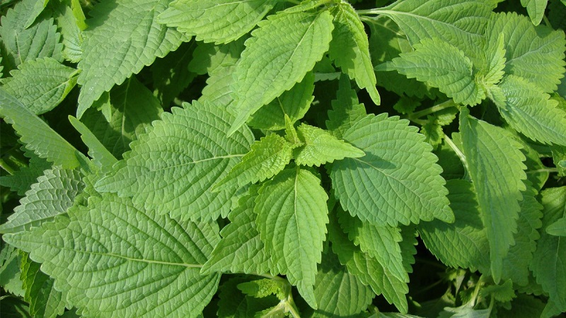 Lá kinh giới được trồng rất nhiều ở Việt Nam