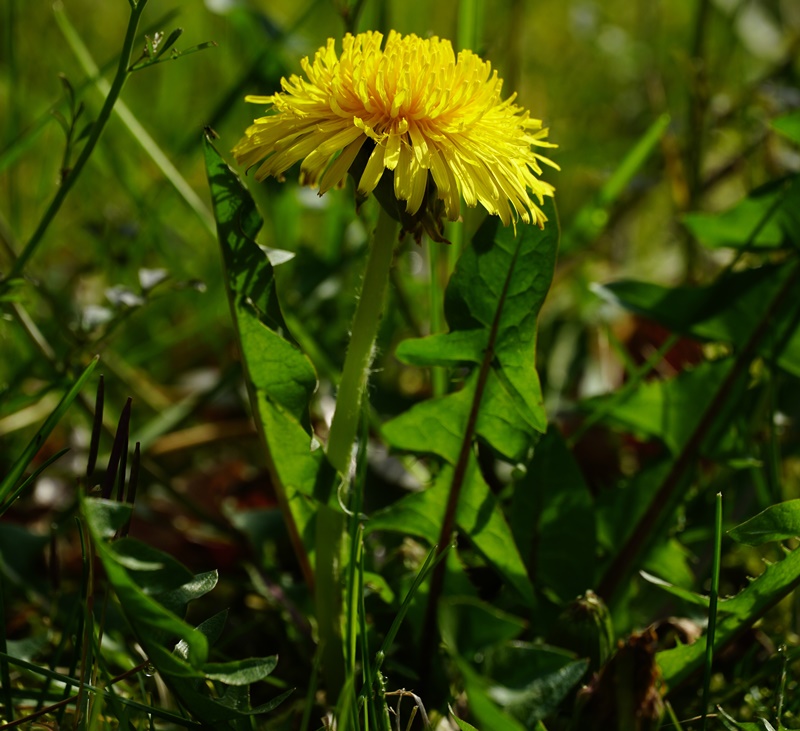 Hình ảnh cây bồ công anh