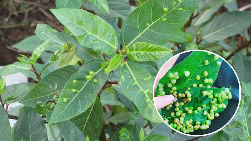 Mỗi lá sung thường chứa nhiều nốt mụn 