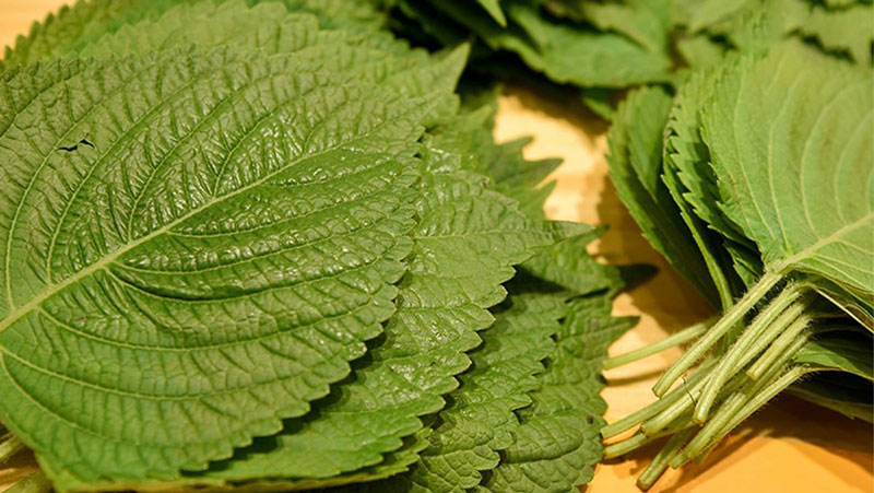 Lá mè có hình dáng bên ngoài khá giống lá tía tô nhưng kích thước lớn hơn, không pha lẫn màu tím 