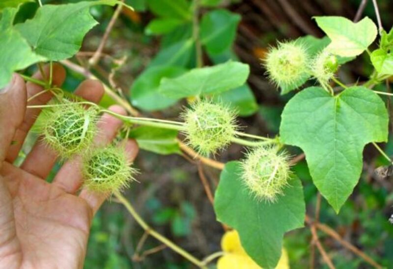 Cây lạc tiên là loài dây leo quen thuộc, được tìm thấy ở nhiều vùng trên khắp Việt Nam