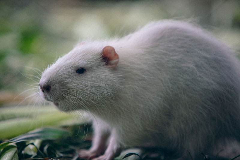 Thí nghiệm trên chuột bạch cho thấy nhiều chất chống oxy hóa trong cây quế có thể phòng ngừa ung thư