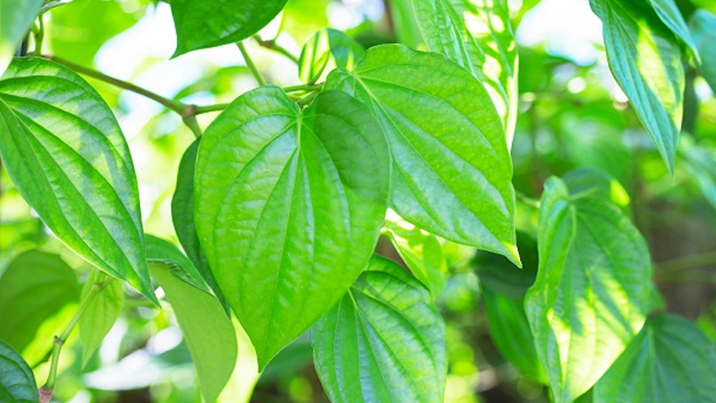 Lá trầu không có tác dụng kháng khuẩn tự nhiên