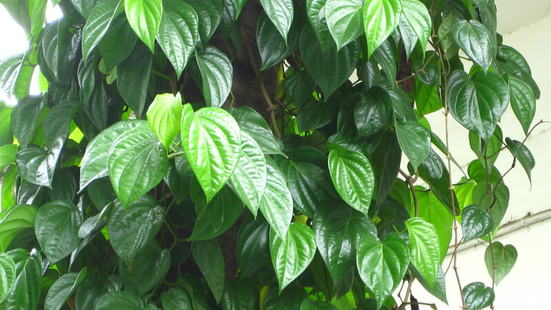 Cây trầu không rất phổ biến ở các vùng quê Việt Nam