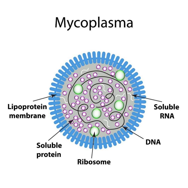 Hình ảnh cấu trúc của vi khuẩn Mycoplasma pneumoniae. Ảnh minh họa