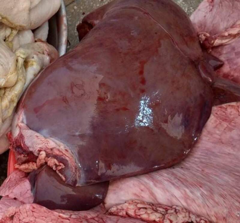 Bạn không nên ăn phổi thường xuyên, vì có thể gây ảnh hưởng đến sức khỏe