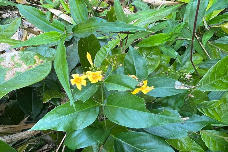 Hình ảnh lá và hoa của cây lá ngón