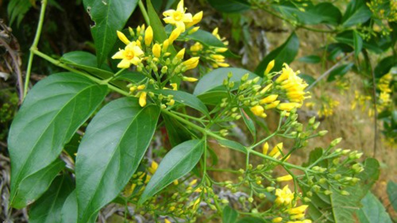 Sử dụng lá ngón dễ dẫn đến tử vong