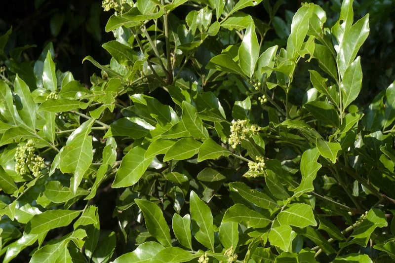 Lá và hoa mắc mật