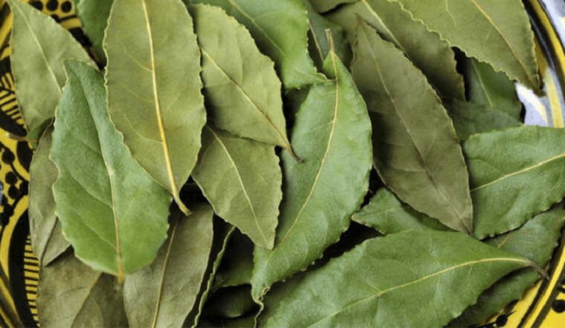 Lá mắc mật khô có thể dùng hãm làm trà