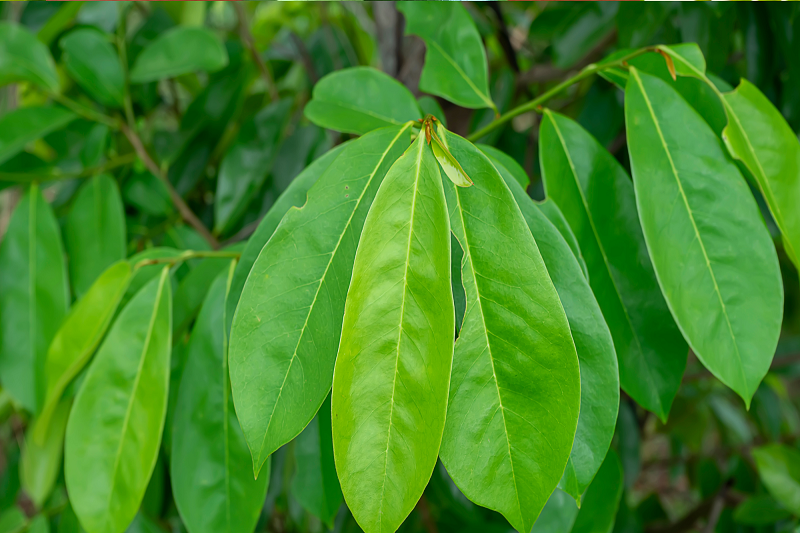 Lá mãng cầu làm trà có thể giúp kiểm soát đường huyết