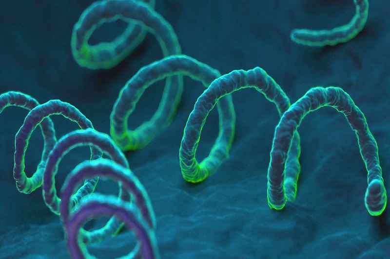 Xoắn khuẩn Treponema pallidum