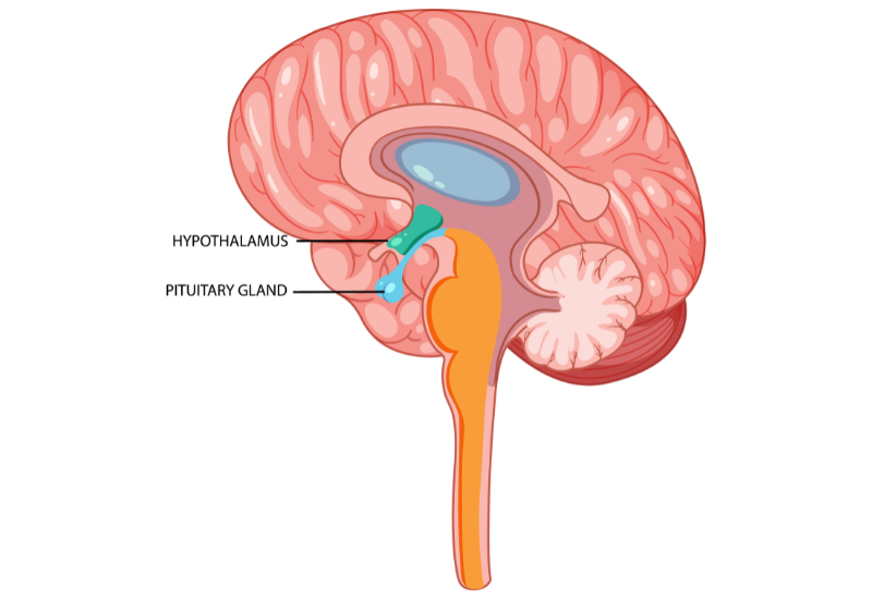 Tuyến yên nằm ở vị trí trung tâm của nền sọ, có kích thước rất nhỏ nhưng đảm nhiệm vai trò vô cùng quan trọng