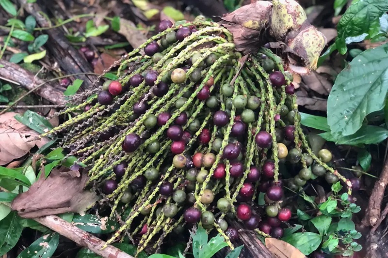 Trái đủng đỉnh thường được dùng để ngâm với rượu