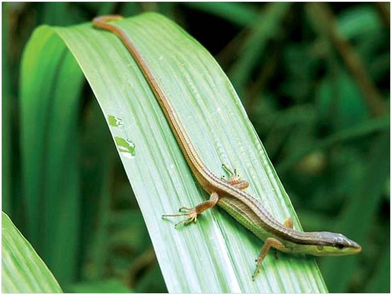 Rắn mối chưa được chứng minh có hiệu quả trong điều trị hen suyễn