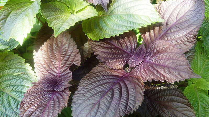 Cây tía tô là một trong những cây thuốc nam chữa hen suyễn phổ biến