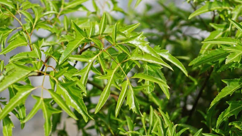 Cây đinh lăng là loại cây rất quen thuộc đối với người Việt