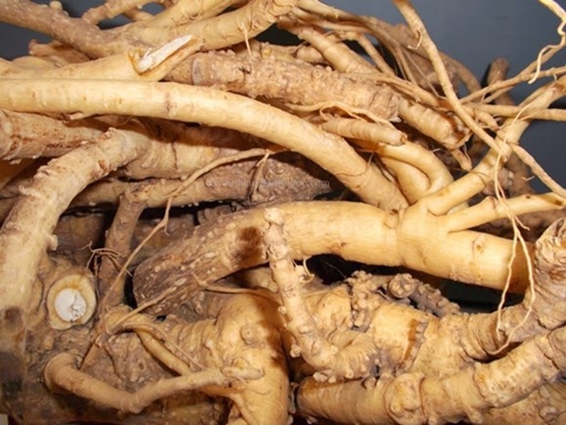 Củ đinh lăng ngâm rượu là bài thuốc dân gian được cho là mang lại nhiều lợi ích sức khỏe