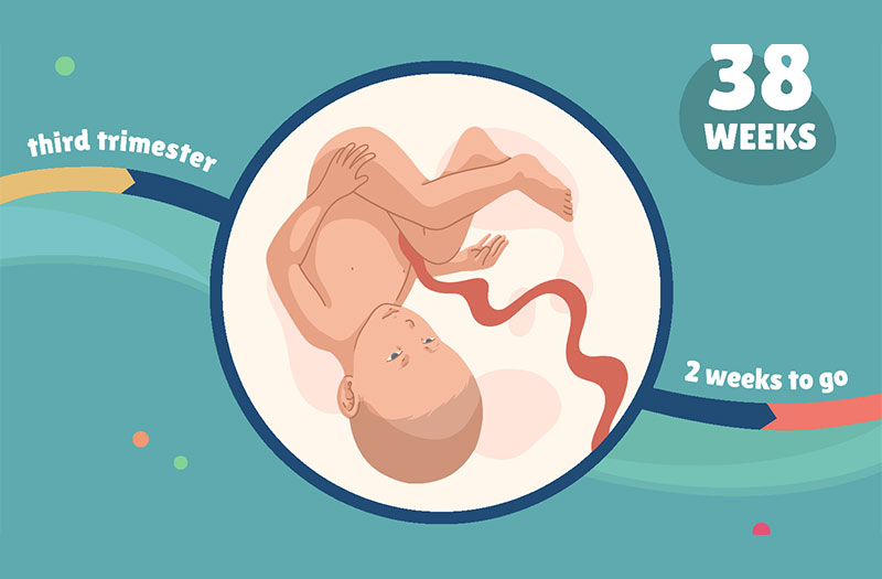  Em bé 38 tuần trong bụng mẹ : Những điều cần lưu ý và sợi tình yêu đặc biệt