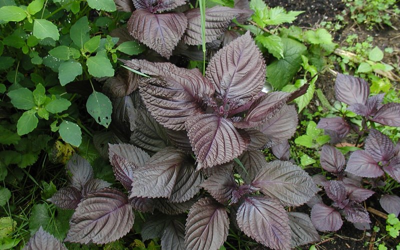 Ăn cháo tía tô giúp cải thiện cảm giác khó tiêu