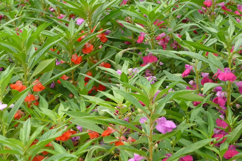 Hoa bóng nước có nhiều màu sắc, có thể trồng làm cảnh