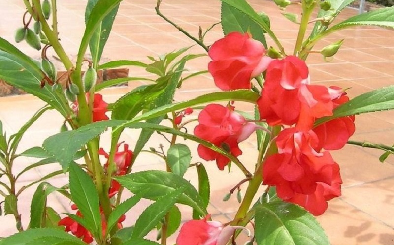 Hoa và quả của cây bóng nước được người dân dùng làm thuốc