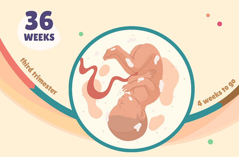 Khám hình ảnh thai nhi 36 tuần trong bụng mẹ có gì đáng chú ý?