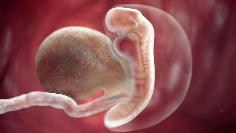 Có túi noãn hoàng thì bao lâu có phôi thai - câu trả lời là khoảng 1 - 2 tuần 