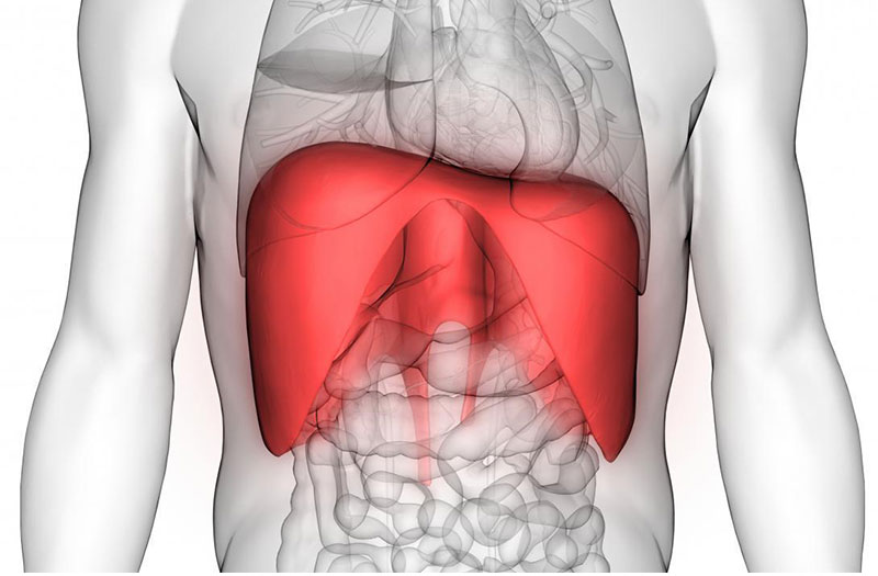 Vị trí và hình dạng của cơ hoành trong cơ thể người. Ảnh minh họa