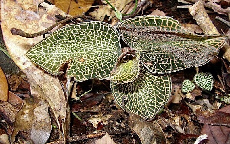 Cây lan kim tuyến