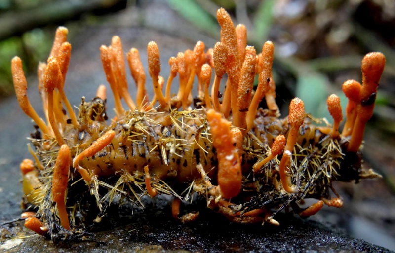 Nấm đông trùng hạ thảo