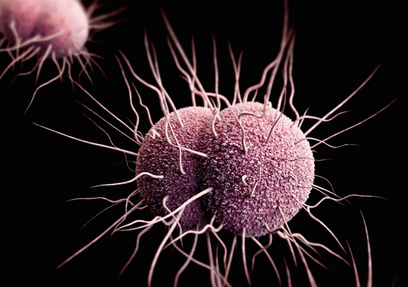 Vi khuẩn Neisseria gonorrhoeae