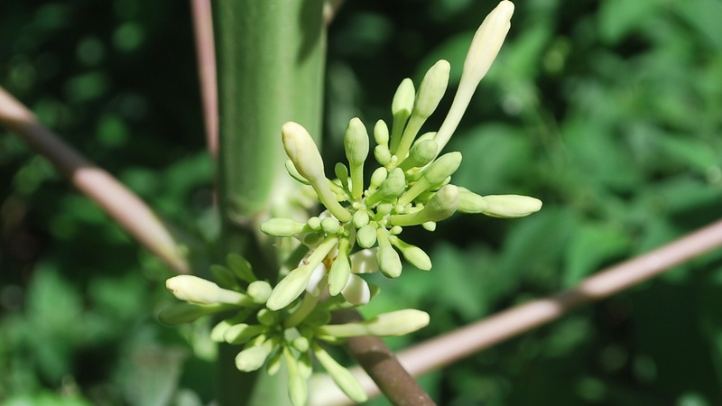 Bạn có thể chế biến hoa đu đủ đực thành nhiều món khác nhau